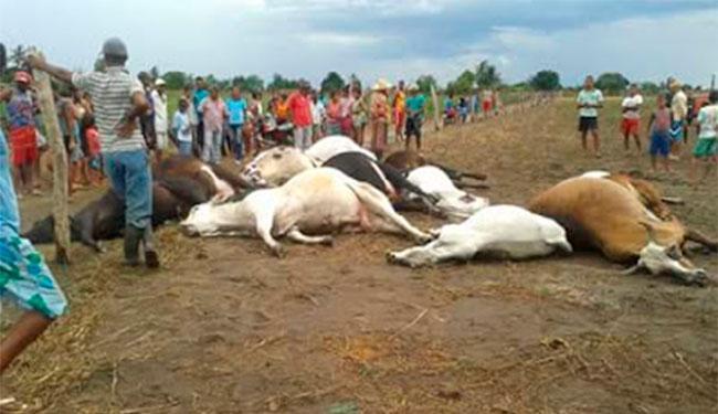 Quinze cabeças de gado morreram em apenas uma fazenda no distrito de Ibiaporã (Foto: Reprodução | Blog Augusto Urgente)