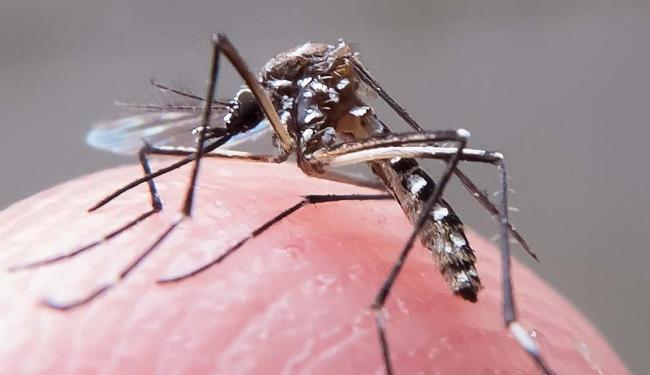 Por enquanto, só está confirmada a transmissão pelo Aedes Aegypti (Foto: Rafael Neddermeyer | Fotos Públicas)