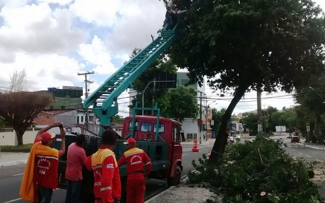 Árvore cai na Avenida Comercial e interrompe trânsito no local (Foto: CFF/Marcelo Franco)