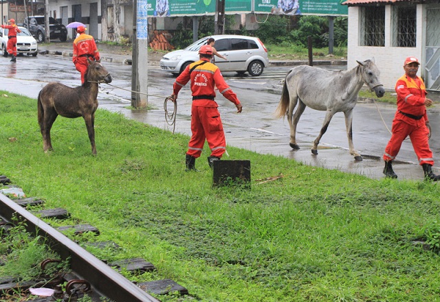 Animais de grande porte são retirados da rua pela Defesa Civil (Foto: Adenilson Nunes)