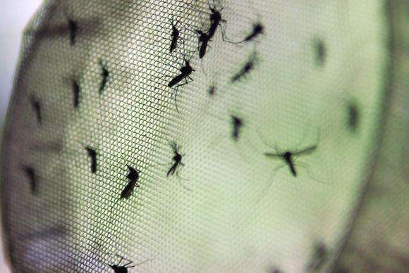 O mosquito Aedes Eegypti é o transmissor de doenças como Zika, Dengue e Chikungunya (Foto: EBC)