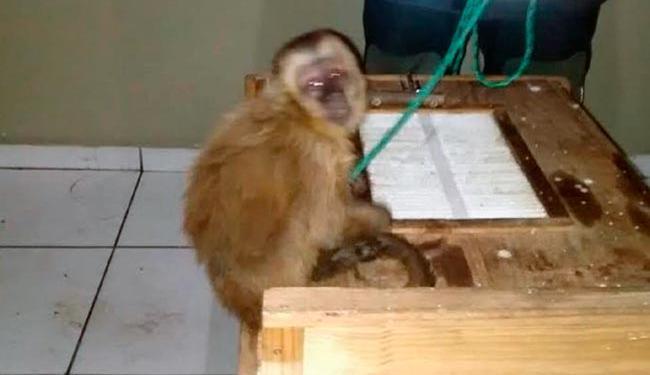 Animal está na sede do Corpo de Bombeiros, em Patos (Foto: Reprodução | Corpo de Bombeiros)