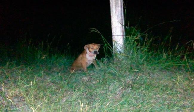 Alguns moradores amarraram o animal depois do ataque (Foto: Reprodução | Site Radar830)