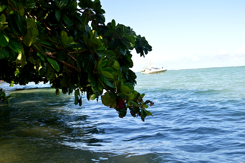 Águas refrescantes e de um azul intenso, é abençoada pelas amendoeiras que margeiam a praia Águas refrescantes e de um azul intenso, é abençoada pelas amendoeiras que margeiam a praia