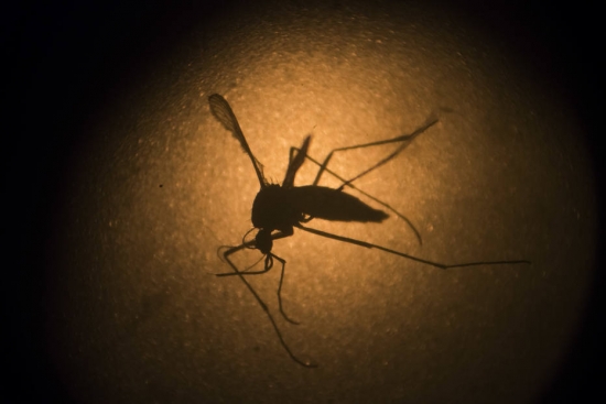 O mosquito Aedes aegypti transmite dengue, zika e chikungunya