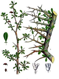 Foi dessa espécie de planta (vê os espinhos?) que foi extraído o óleo (Mirra) que foi dado a Jesus de presente no seu nascimento, pelos Três Reis Magos, e que também untou o seu corpo depois da crucificação. Foi dessa espécie de planta (vê os espinhos?) que foi extraído o óleo (Mirra) que foi dado a Jesus de presente no seu nascimento, pelos Três Reis Magos, e que também untou o seu corpo depois da crucificação.
