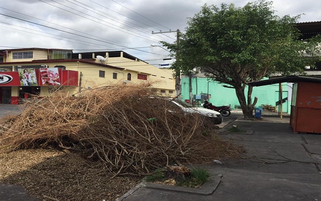 Restos de poda abandonados na Gleba E