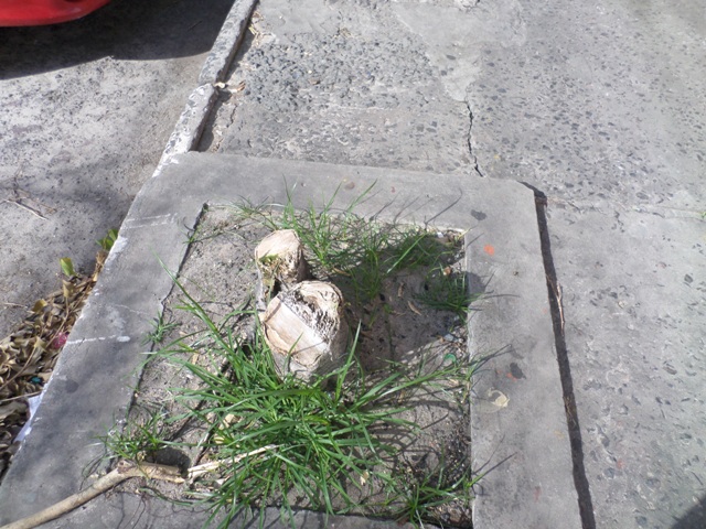 Em contato com a direção do supermercado, a quem moradores creditam os cortes das árvores, esta se defendeu confirmando ao CFF, o corte de uma das plantas 'pela Defesa Civil' (Foto: Camaçari Fatos e Fotos)