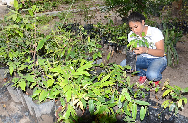 O projeto tem como objetivo doar as mudas para serem plantadas no Município (Foto: Aristeu Chagas)