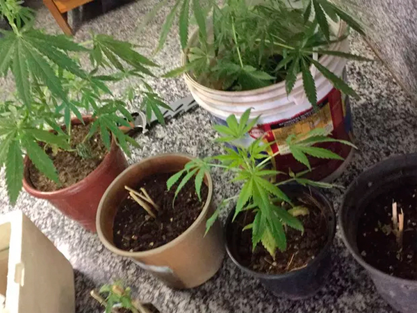 Plantas foram apreendidas pela Polícia (Foto: Divulgação/Polícia Militar)