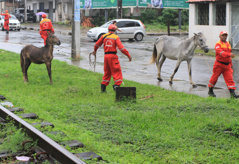 Defesa Civil apreende animais soltos nas vias públicas (Foto: Adenilson Nunes)