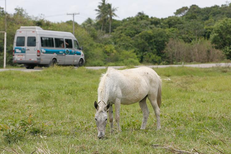 Equino na margem da BA-099, km-55, próximo à entrada de Praia do Forte (Foto: Xando Pereira/Ag. A Tarde)