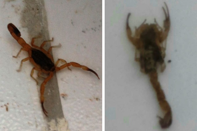 Moradores do Algarobas têm a casa invadida por escorpiões