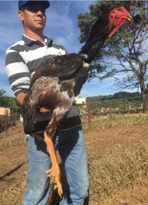 Galo da raça índio gigante tem 1,24 metro de comprimento e vive em Jaguariúna, interior de São Paulo (Foto: Reprodução)