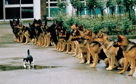 (...)Franco ainda diz que Deus, em resposta a uma oração que ele teria feito, pedindo uma imagem com uma mensagem que tivesse relação com a palavra a ser dada no evento, teria lhe mostrado uma foto de uns cães e um gato, e lhe falado sobre o significado desta, que soou como 'uma bofetada na cara de cada um dos presentes'. (Foto: Google)