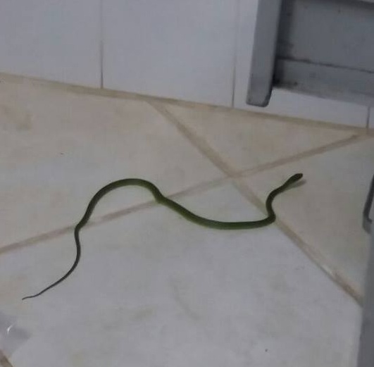 Cobra fotografada dentro de um posto de saúde do município