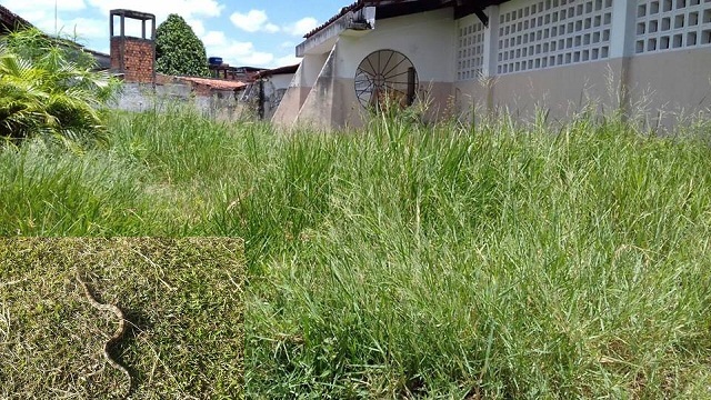 Moradora paga limpeza de escola e equipe de roçagem encontra cobra próximo de salas