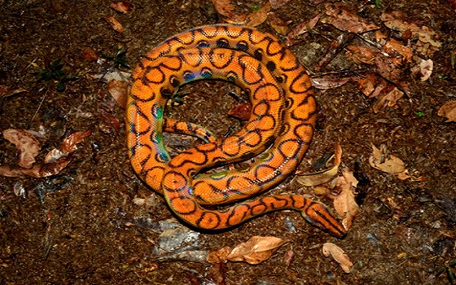 Jiboia arco-íris foi um dos animais levados pelos bandidos (Foto: Vanessa Gama/ Musa )