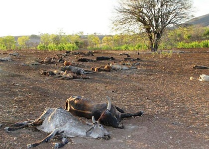 Nos sertões do Ceará e Pernambuco, o gado está morrendo de fome e sede (Foto: Dr. Giovanni Sampaio) Nos sertões do Ceará e Pernambuco, o gado está morrendo de fome e sede (Foto: Dr. Giovanni Sampaio)