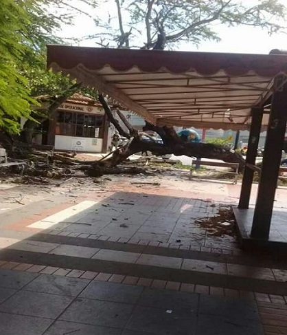 Desde setembro, sob argumento da necessidade de 'fechar as contas da Prefeitura', o ex-prefeito Ademar Delgado desautorizou quaisquer ordem de serviço para manutenção das áreas verdes da cidade (Foto: Camaçari Fatos e Fotos)