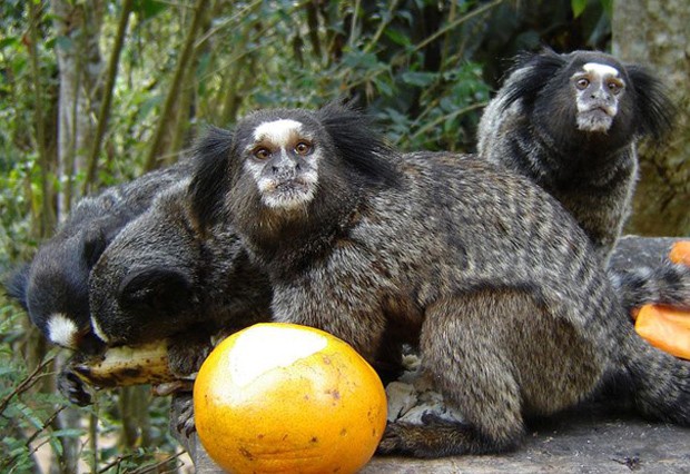 Em todo o país, a morte de macacos tem alertado às autoridades quanto à incidência de febre amarela em áreas silvestres (Imagem Ilustrativa)