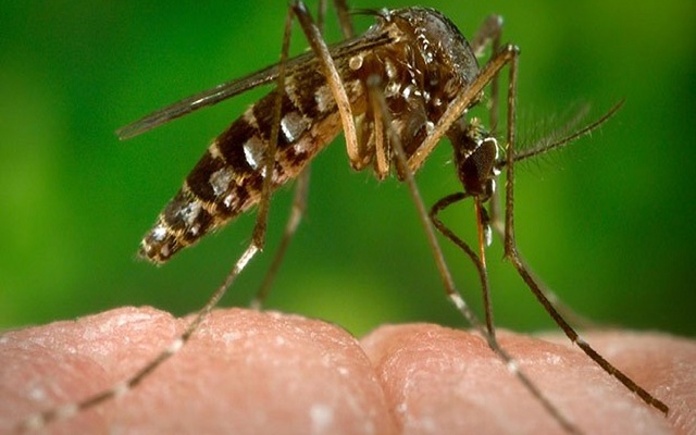 Outro achado do estudo foi o caso de um bebê com indícios de insuficiência renal possivelmente associada à infecção pelo zika