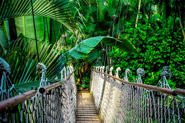 O Brasil está na liderança dos tipos de árvores (Foto: Nile/Pixabay/Creative Commons)