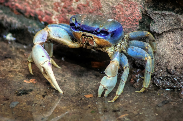 O motivo é que o animal - uma espécie de parente do caranguejo, mas de cor azulada - está ameaçado de extinção