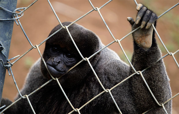 Agredir ou matar macacos ou qualquer outro animal silvestre é crime ambiental (Foto: Arisson Marinho/CORREIO) Agredir ou matar macacos ou qualquer outro animal silvestre é crime ambiental (Foto: Arisson Marinho/CORREIO)