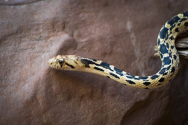 A casa fica próxima a um pântano, o que, segundo especialistas, explicaria a infestação de bichos por ali (Foto: Skeeze/Pixabay) A casa fica próxima a um pântano, o que, segundo especialistas, explicaria a infestação de bichos por ali (Foto: Skeeze/Pixabay)