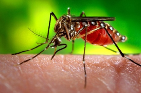 Mesmo com a redução de casos, a dengue está presente em todos os Estados do País Mesmo com a redução de casos, a dengue está presente em todos os Estados do País