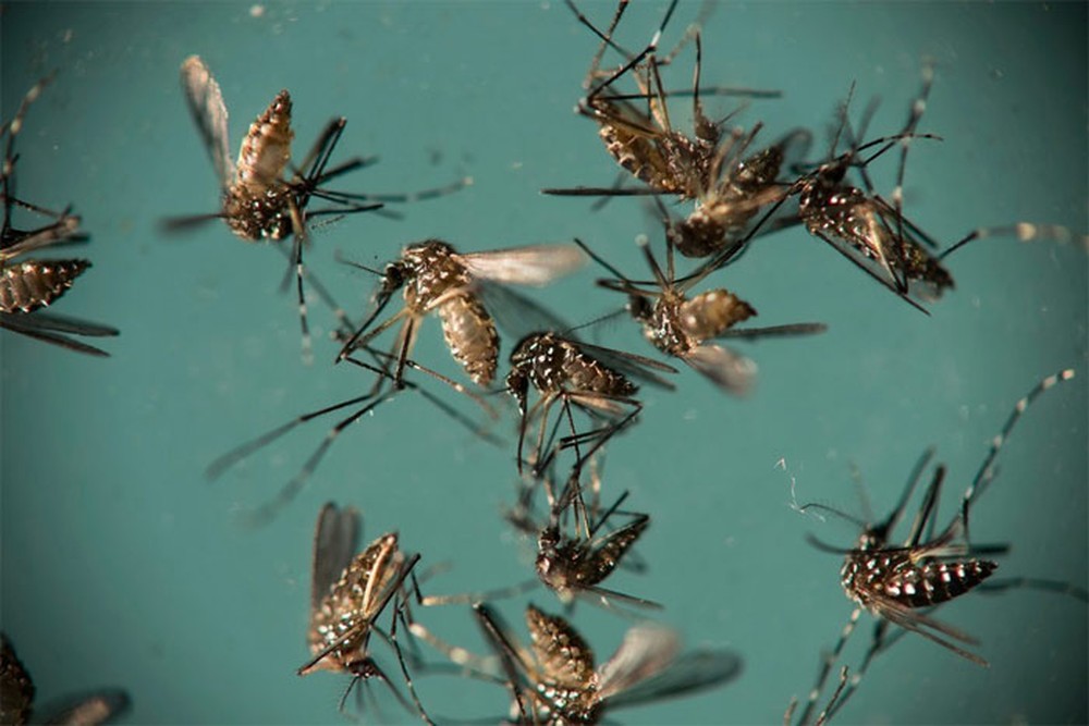 Mosquito Aedes aegypti é responsável pela transmissão de dengue, zika e chikungunya (Foto: Felipe Dana/Arquivo/AP Photo) Mosquito Aedes aegypti é responsável pela transmissão de dengue, zika e chikungunya (Foto: Felipe Dana/Arquivo/AP Photo)