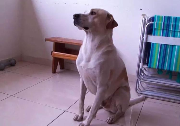 Cão da avó da criança avançou em rottweiller para salvar menino (Foto: Reprodução | TV Sudoeste)