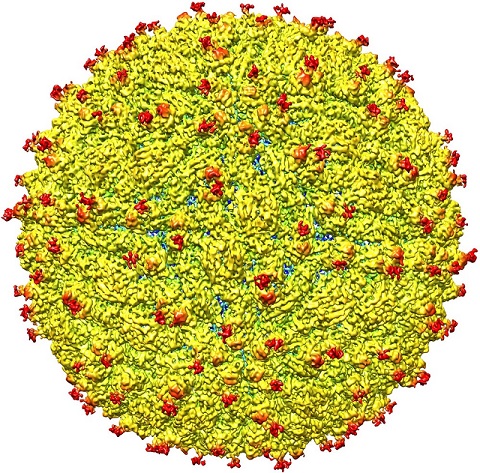 Imagem é representação da superfície do vírus da zika (Foto: Universidade Purdue/Cortesia) Imagem é representação da superfície do vírus da zika (Foto: Universidade Purdue/Cortesia)