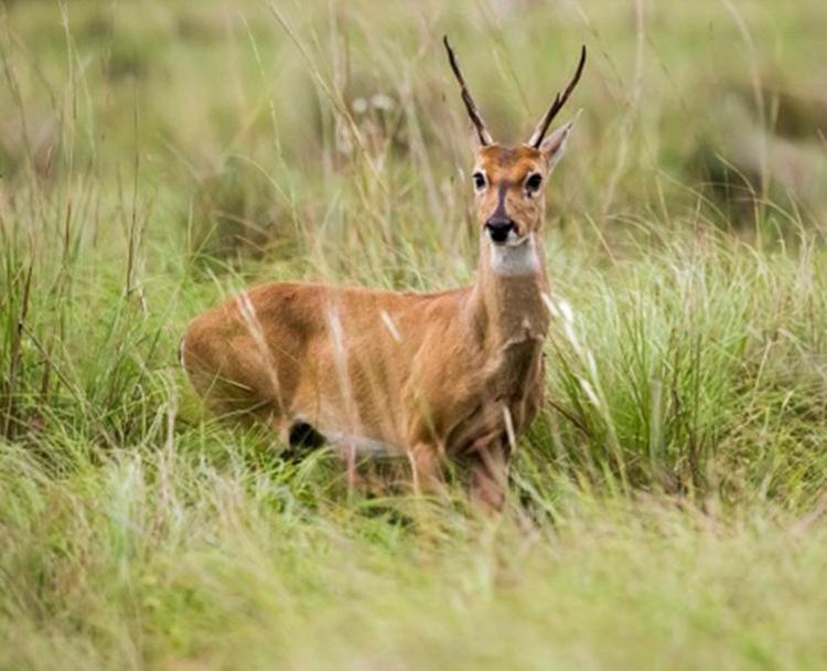 Veado campeiro é um dos animais em extinção (Foto: Rui Rezende | Sema | Divulgação)