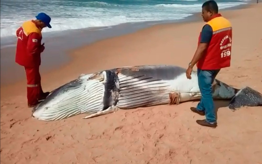 Filhote de baleia jubarte foi encontrado morto em praia de Arembepe, neste domingo (13) (Foto: Defesa Civil de Camaçari/ Divulgação) Filhote de baleia jubarte foi encontrado morto em praia de Arembepe, neste domingo (13) (Foto: Defesa Civil de Camaçari/ Divulgação)