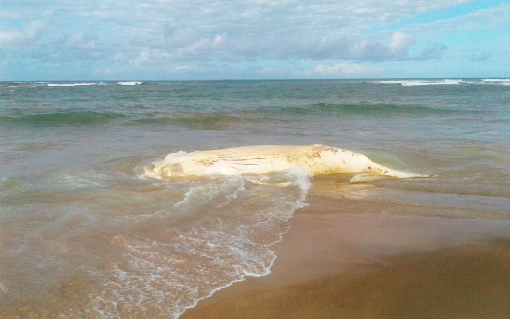Baleia foi achada na praia de Itacimirim (Foto: Divulgação/Prefeitura de Camaçari) Baleia foi achada na praia de Itacimirim (Foto: Divulgação/Prefeitura de Camaçari)