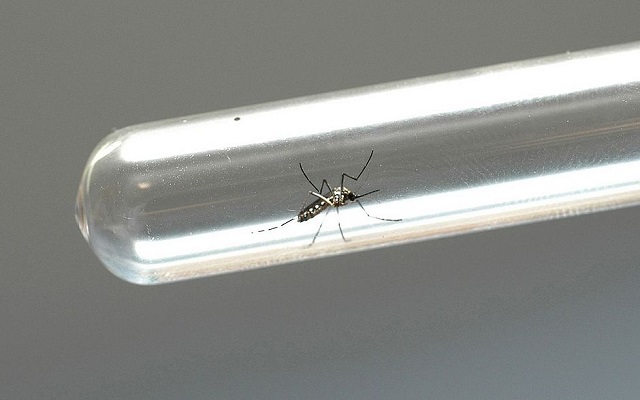 A substância atua contra o tipo de zika que circula no Brasil. Os testes foram realizados in vitropelo Departamento de Virologia e Terapia Experimental da Fiocruz Pernambuco (Foto: Venilton Kuchler / ANPr) A substância atua contra o tipo de zika que circula no Brasil. Os testes foram realizados in vitropelo Departamento de Virologia e Terapia Experimental da Fiocruz Pernambuco (Foto: Venilton Kuchler / ANPr)