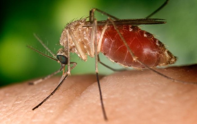 O pernilongo Culex quinquefasciatus que, como o Aedes, é comum em áreas urbanas (Foto: Wikimedia Commons)