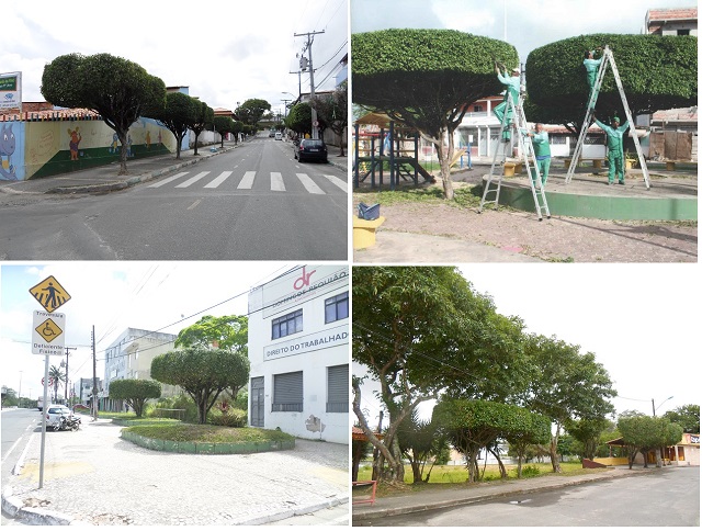 Imagem do serviço de poda feito pela empresa que teve o contrato suspenso (Fotos: Cedidas) Imagem do serviço de poda feito pela empresa que teve o contrato suspenso (Fotos: Cedidas)