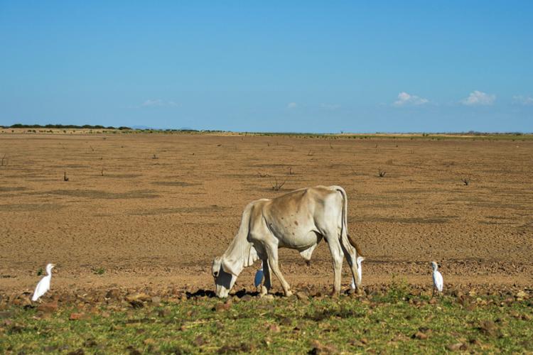 Os municípios que enfrentam problemas com a seca devem acionar a Sudec (Foto: Marcello Casal jr | Agência Brasil | Divulgação)