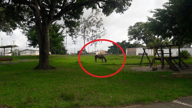 O CFF flagrou nesta segunda-feira, 18, um cavalo se deliciando tranquilamente no capim, aliás capim à vontade, em plena praça do Gravatá