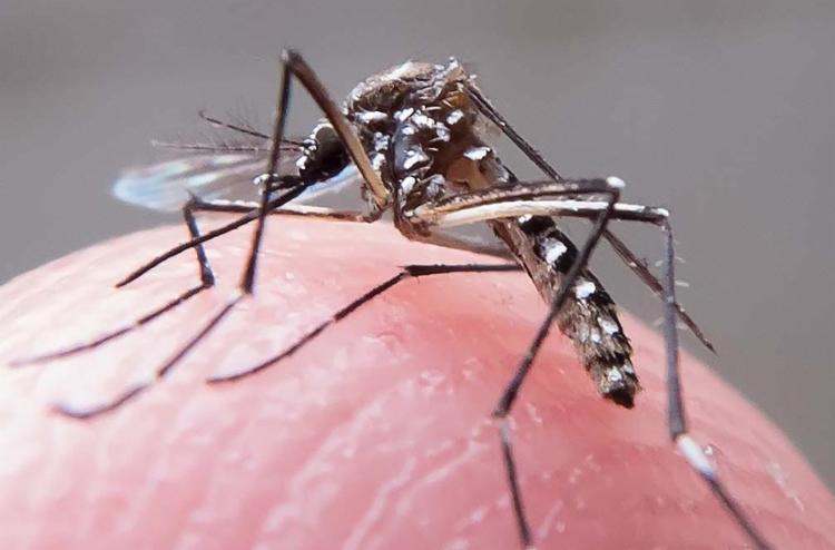 38% das cidades estão em risco ou alerta para dengue, zika e chikungunya (Foto:Rafael Neddermeyer | Fotos Públicas)