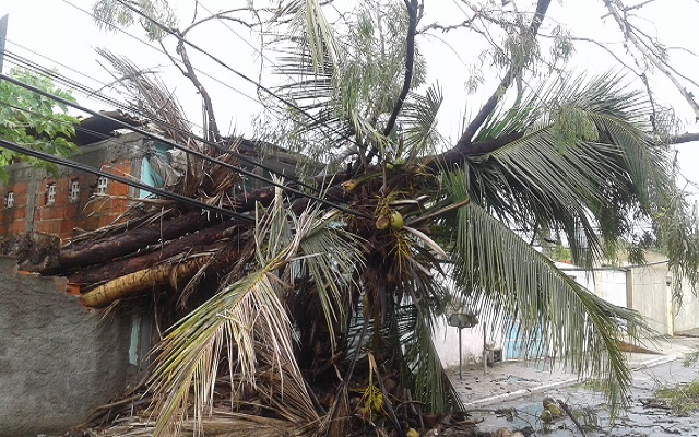 Coqueiro caiu em cima da rede elétrica e deixou o bairro sem energia por horas