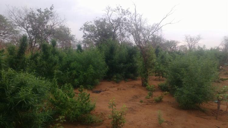 A droga foi encontrada em uma fazenda na zona rural (Foto: Divulgação | SSP) A droga foi encontrada em uma fazenda na zona rural (Foto: Divulgação | SSP)