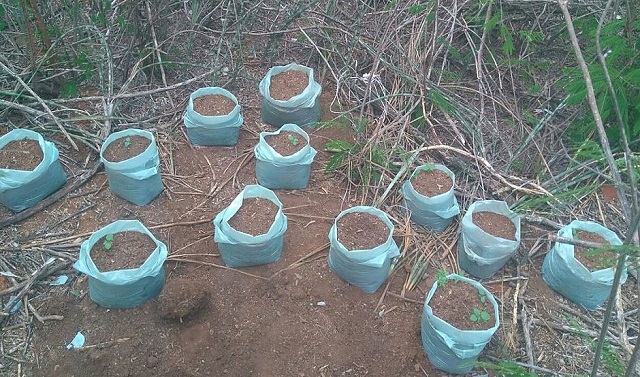 Na casa foram apreendidos 23 sacos com pés de maconha e duas espingardas (Foto: Divulgação/SSP) Na casa foram apreendidos 23 sacos com pés de maconha e duas espingardas (Foto: Divulgação/SSP)