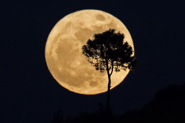 A silhueta de uma árvore é vista com Superlua ao fundo em Heho, na Birmânia, em novembro do ano passado (Foto: Ye Aung Thu/AFP) A silhueta de uma árvore é vista com Superlua ao fundo em Heho, na Birmânia, em novembro do ano passado (Foto: Ye Aung Thu/AFP)