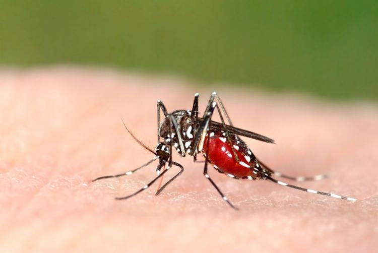 Malária é transmitida pelo mosquito Anopheles, também conhecido como mosquito Prego (Foto: Reprodução)