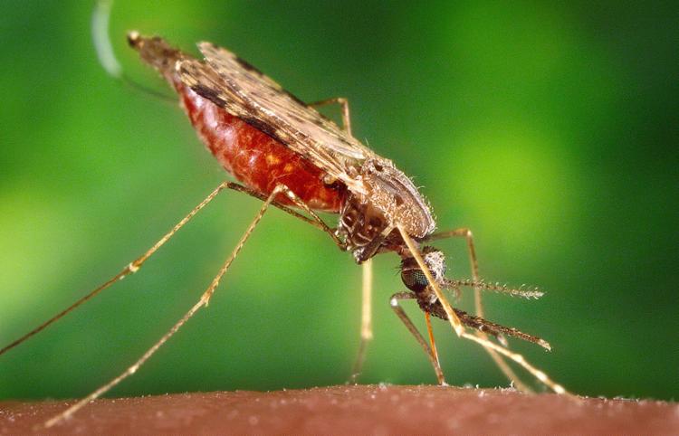Anopheles é o nome do mosquito que transmite a malária; a doença não possui vacina (Foto: Pixnio l Divulgação)