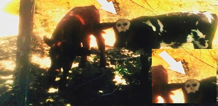 Filhote virou sensação de Serrolândia, no interior da Bahia (Foto: Reprodução | Itamaraju Notícias) Filhote virou sensação de Serrolândia, no interior da Bahia (Foto: Reprodução | Itamaraju Notícias)